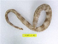 藏品(疏條紋裸胸鰭)的圖片